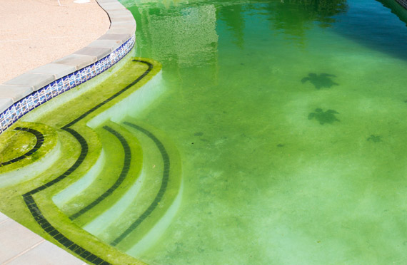 Acqua verde in piscina